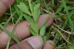 Crotalaria umbellata